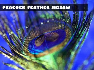 Peacock Feather Puzzle